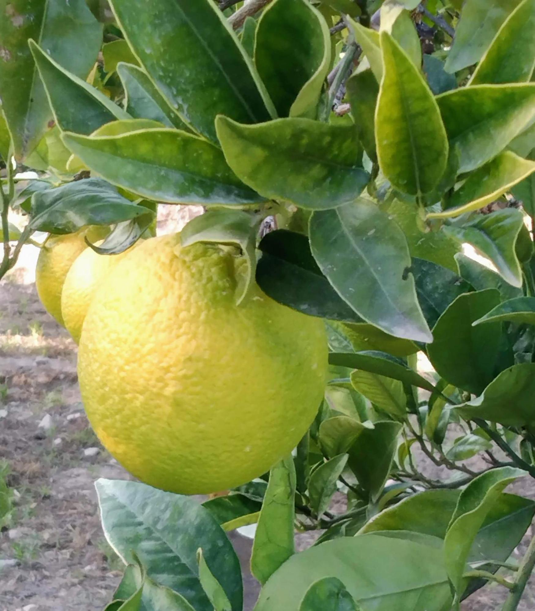 Cónchar B&B La Granadilla מראה חיצוני תמונה