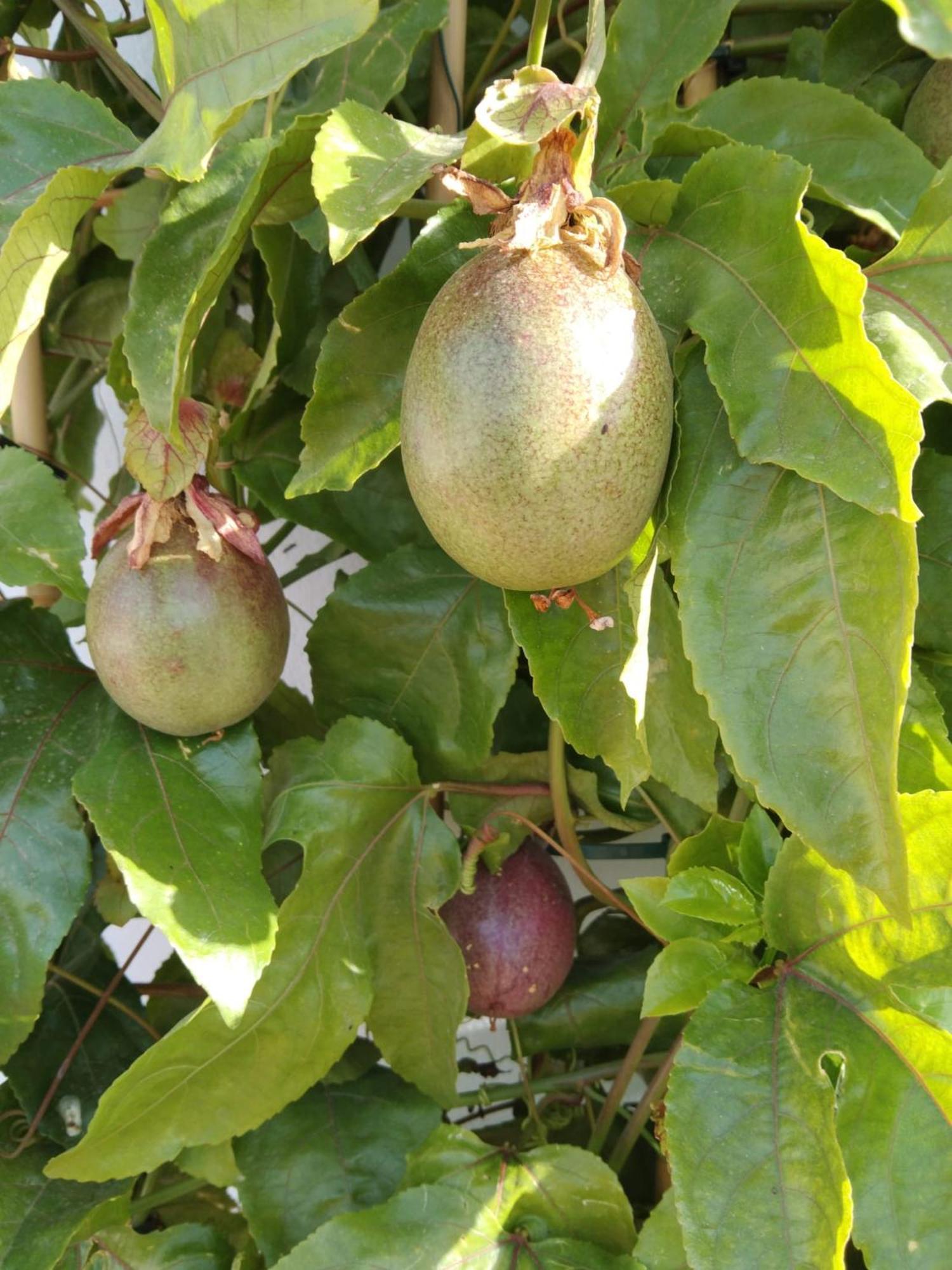 Cónchar B&B La Granadilla מראה חיצוני תמונה