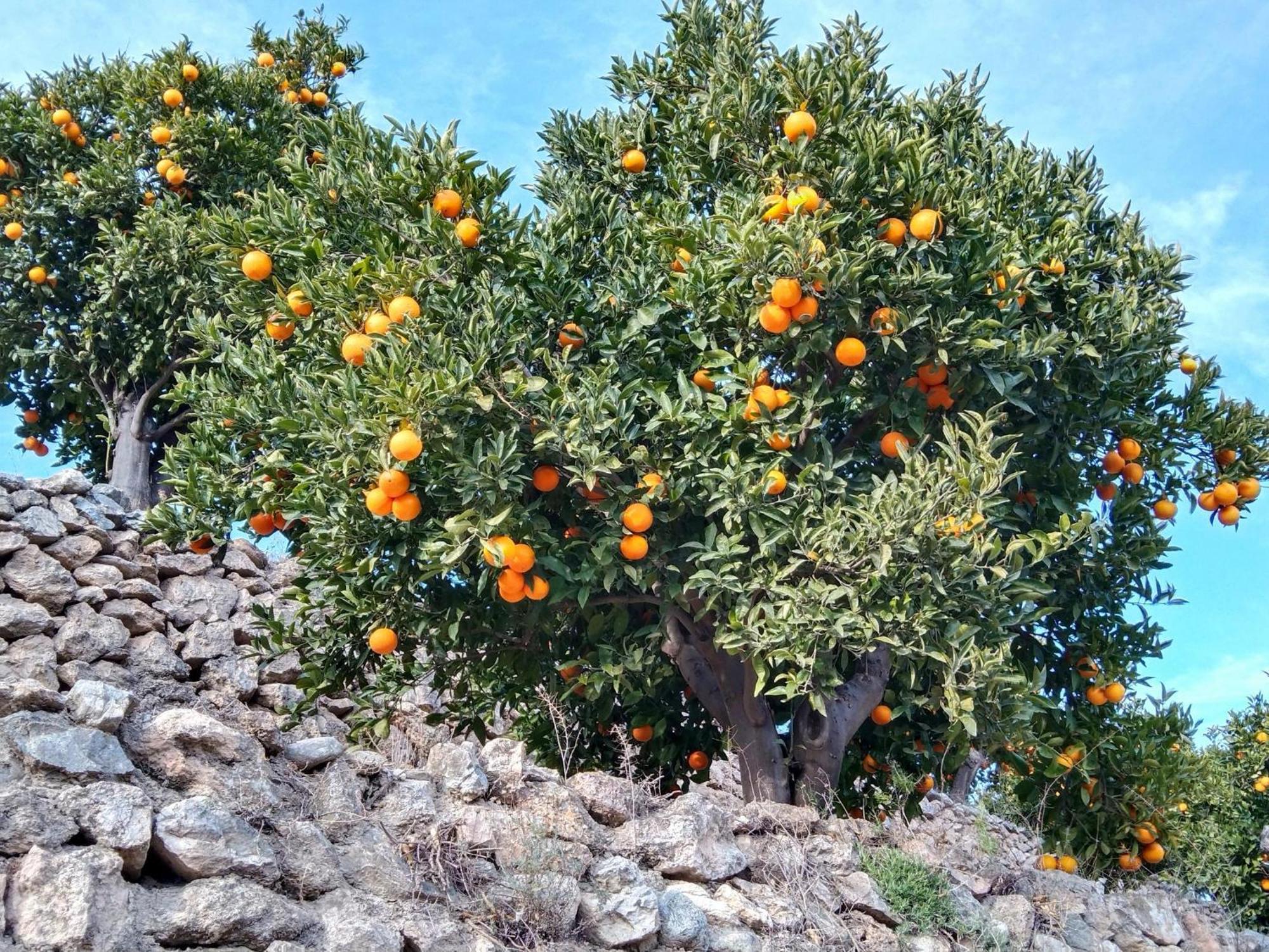 Cónchar B&B La Granadilla מראה חיצוני תמונה